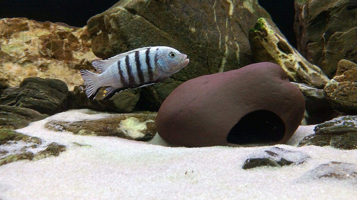 Secure Environment Cichlid Shrimp Plecos photo