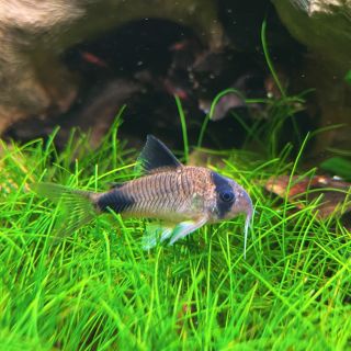 Odpolední piknik ▪️ ▪️ #corydoras #corydorascatfish #aquarium #akva #akvaristika #fish #fishtank #fyu