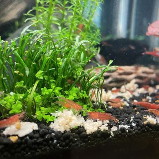 Krmivo pro krevetky dennerle snow pops při krmení. Jakou máte s tímto krmením zkušenost ? ▪️ ▪️ #dennerle #shrimp #shrimps...