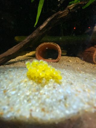 Někdy se stává, že samice jikry naklade jinam než by měla nebo je nezkušený samec omylem ,,vyhodí” z jeskyně. V tomto...